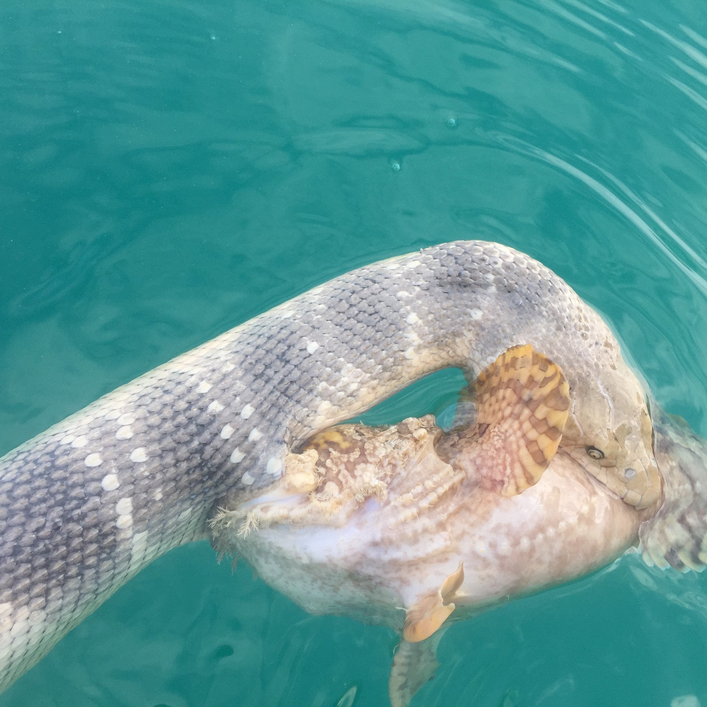 Окаменевшая змея тайланд Окаменевшая змея тайланд